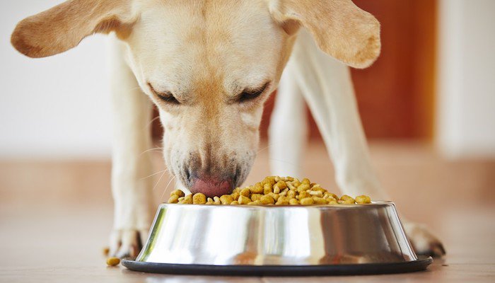Is a Top Rated Dog Food Worth The Extra Money