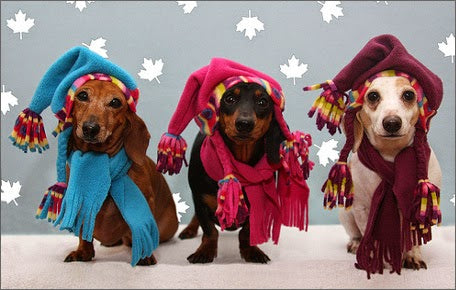 Designer Dog Clothing