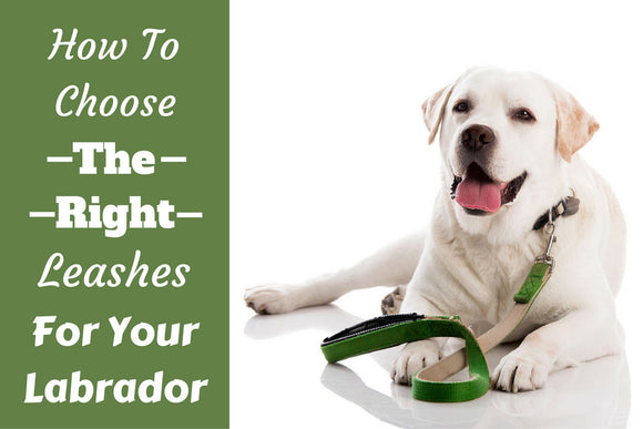 Useful Tips For Choosing a Dog Lead Or Leash