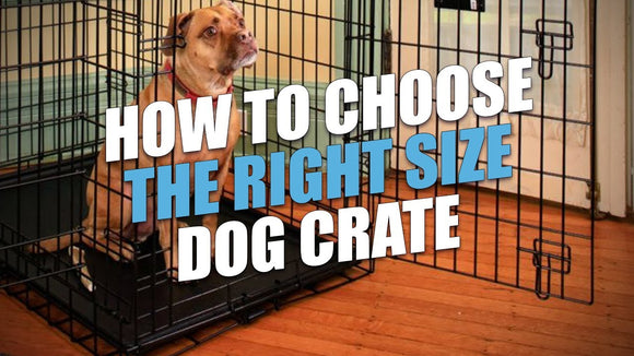 Selecting the Right Dog Cage