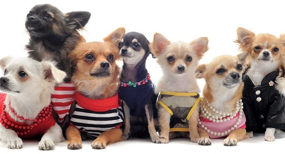 Most Fashionable Dog Clothing
